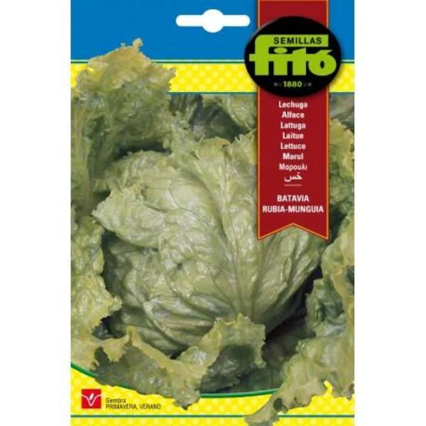 Lettuce Batavia Rubia Munguia Seeds