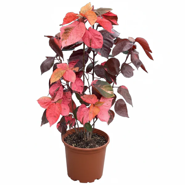 Acalypha wilkesiana, Tri Color