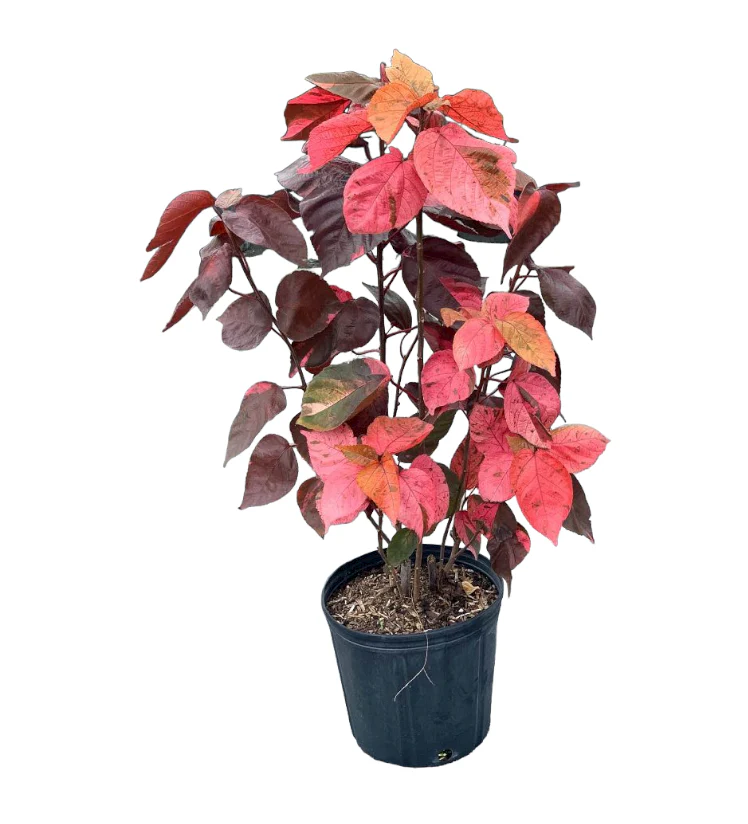 Acalypha wilkesiana, Tri Color - Image 3