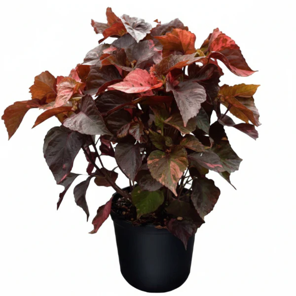 Acalypha wilkesiana, Tri Color - Image 4
