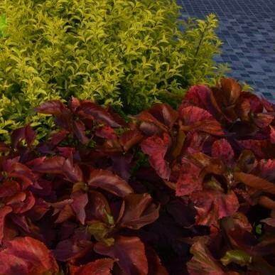 Acalypha wilkesiana, Tri Color - Image 5