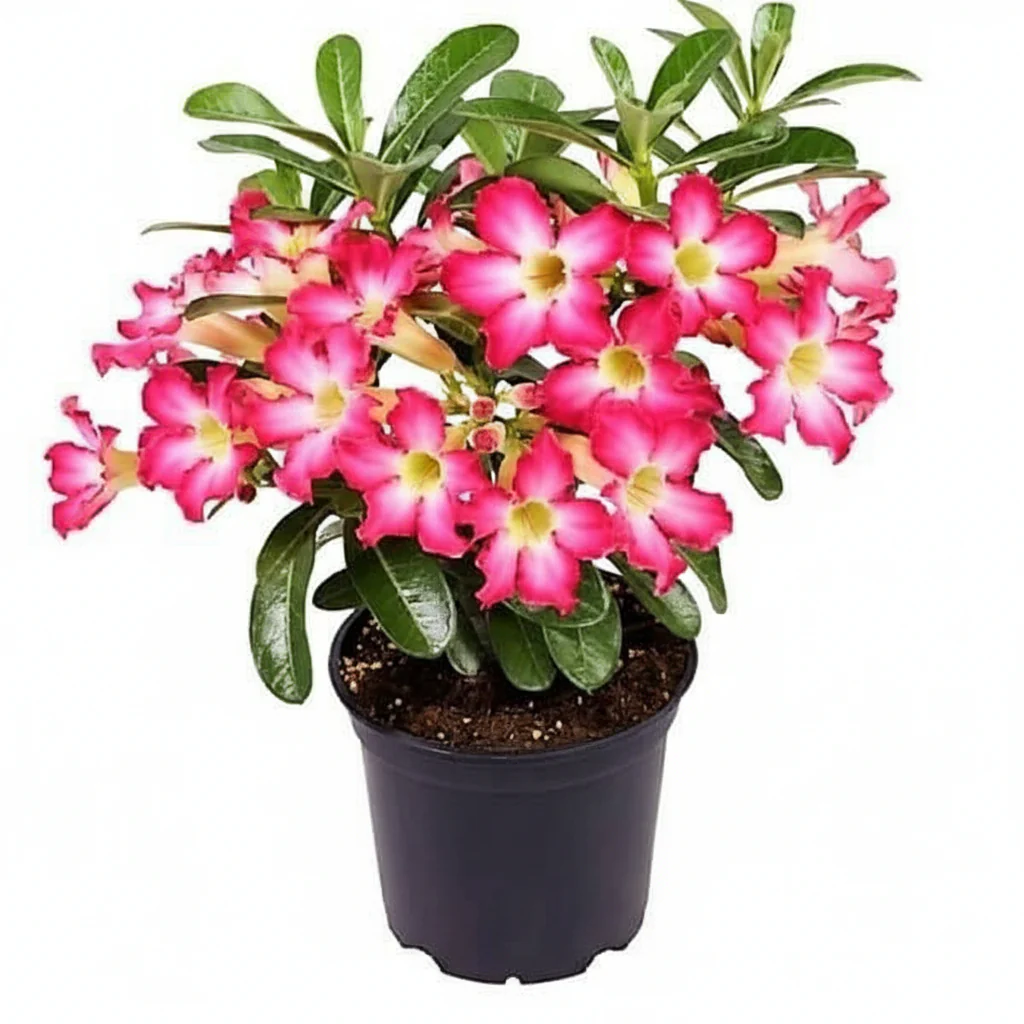 Adenium Obesum, Desert Rose - Image 3