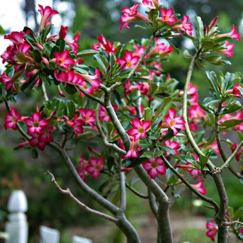 Adenium Obesum, Desert Rose - Image 4