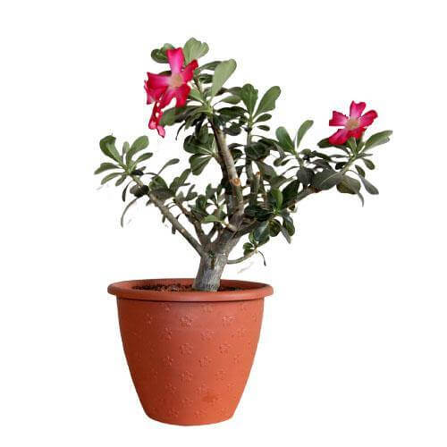 Adenium Obesum, Desert Rose - Image 5