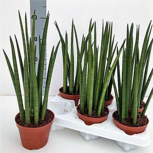 African spear , Sansevieria Cylindrica - Image 3