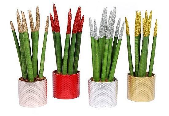 African spear , Sansevieria Cylindrica - Image 4