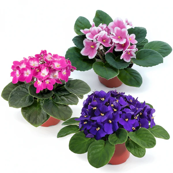African Violets, Saintpaulia