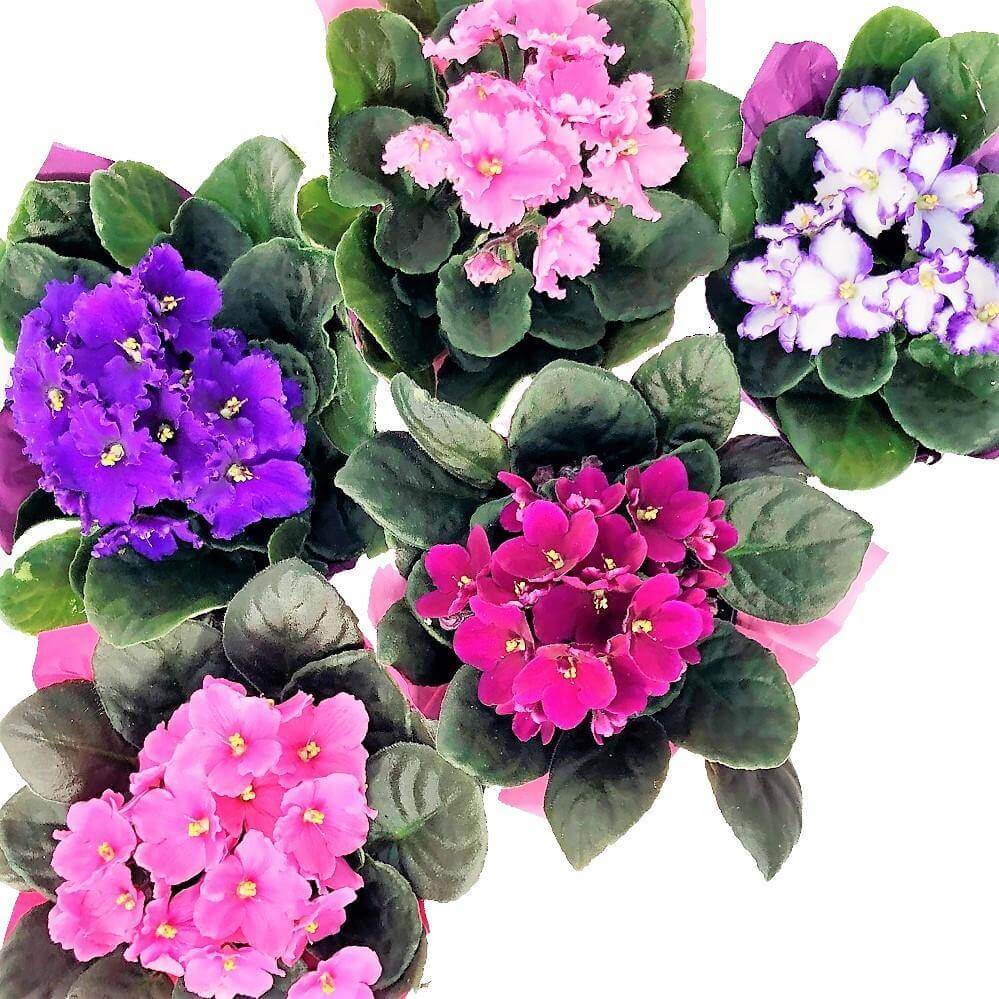 African Violets, Saintpaulia - Image 3