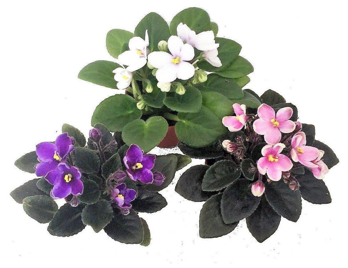 African Violets, Saintpaulia - Image 4