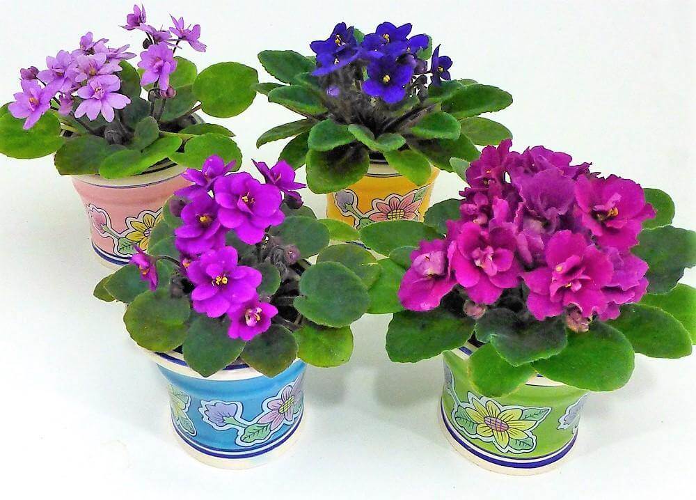 African Violets, Saintpaulia - Image 5