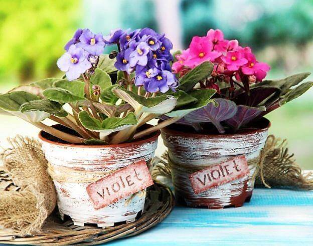 African Violets, Saintpaulia - Image 6