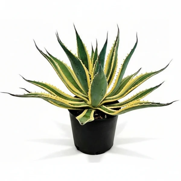 Agave americana marginata, Variegated Century Plant