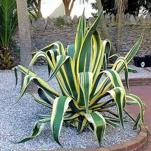 Agave americana marginata, Variegated Century Plant - Image 3