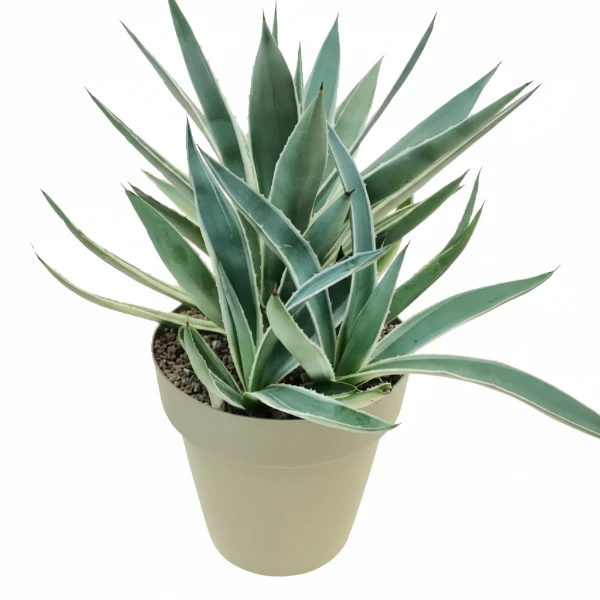 Agave Angustifolia, Caribbean