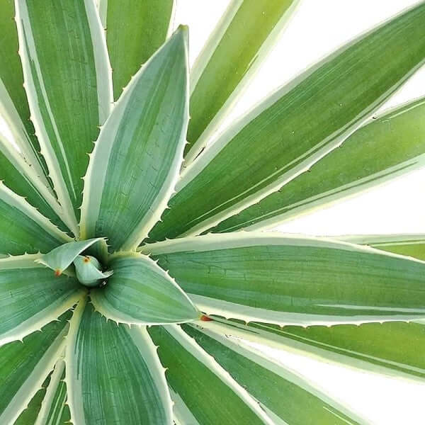 Agave Angustifolia, Caribbean - Image 2