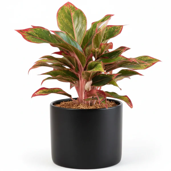 Aglaonema King of Siam