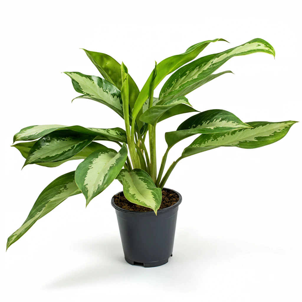 Aglaonema Pattaya Beauty - Image 3