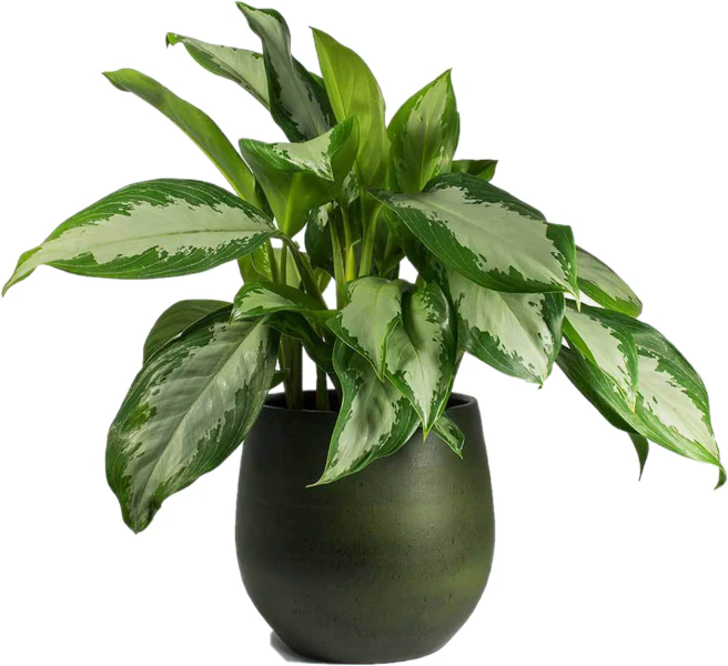 Aglaonema Pattaya Beauty - Image 4