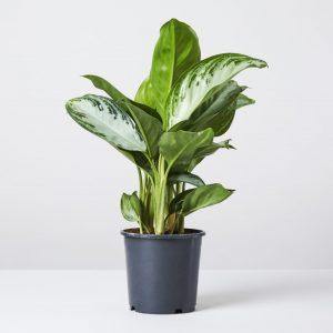 Aglaonema Pattaya Beauty - Image 5