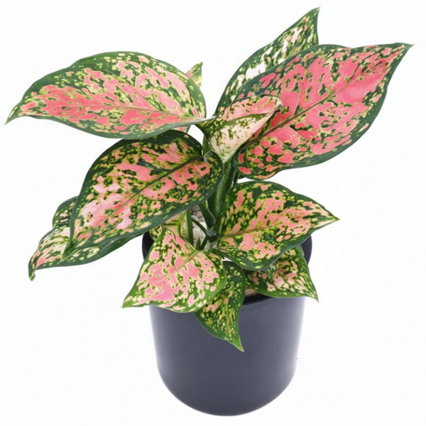 Aglaonema Red Valentine