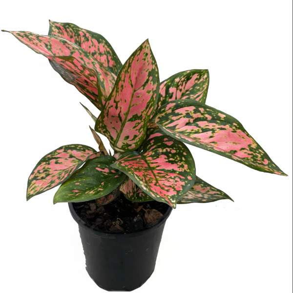 Aglaonema Red Valentine - Image 2
