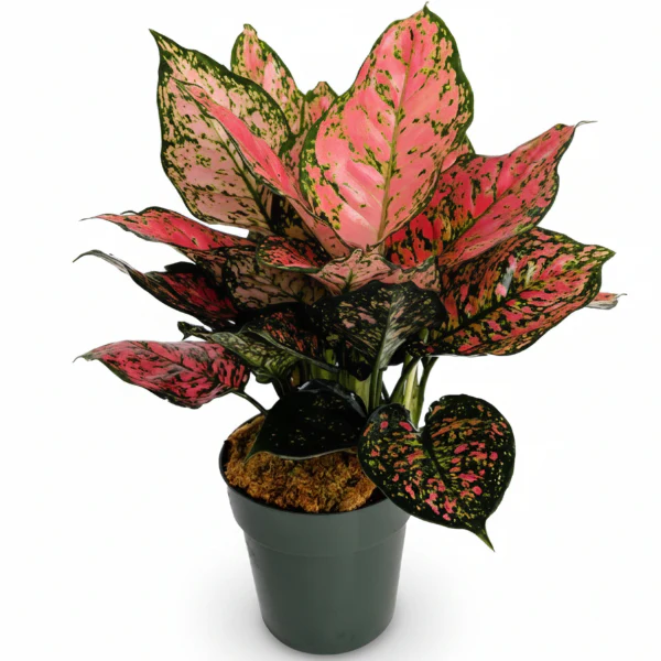 Aglaonema Ruby