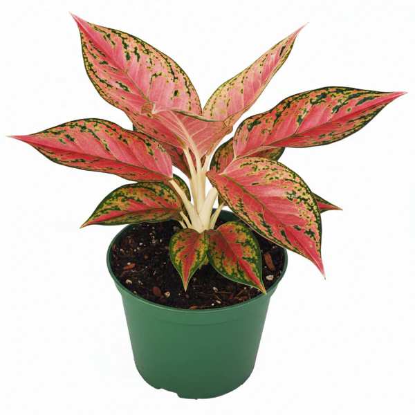 Aglaonema Ruby - Image 2