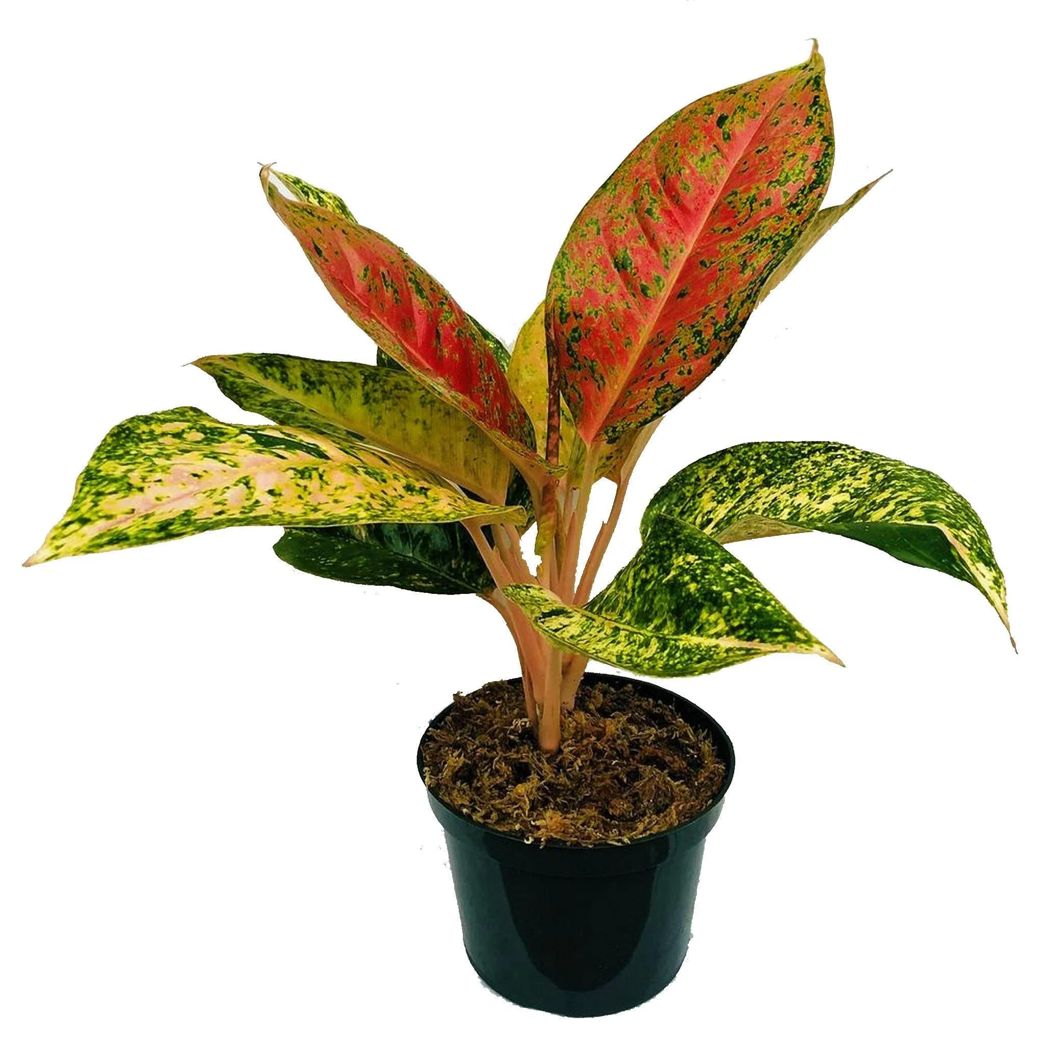 Aglaonema Ruby - Image 3