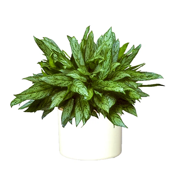 Aglaonema Silver Queen, Chinese Evergreen Plant - Image 3
