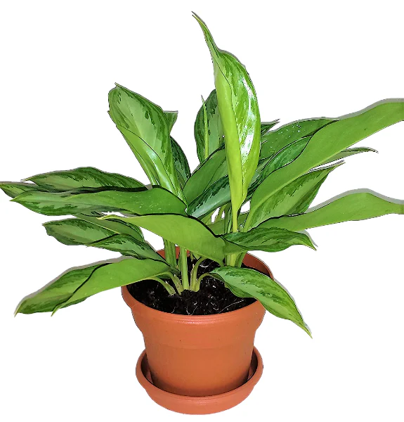Aglaonema Silver Queen, Chinese Evergreen Plant - Image 4