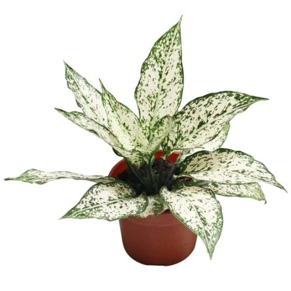 Aglaonema Spring Snow - Image 3