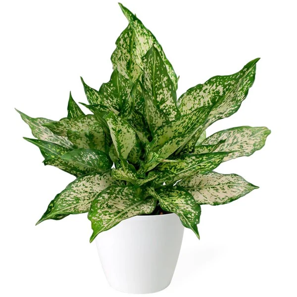 Aglaonema Spring Snow - Image 4