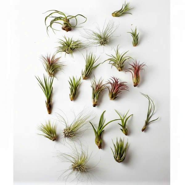Air Plant, Tillandsia, - Image 3