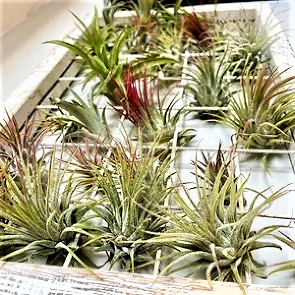 Air Plant, Tillandsia, - Image 4
