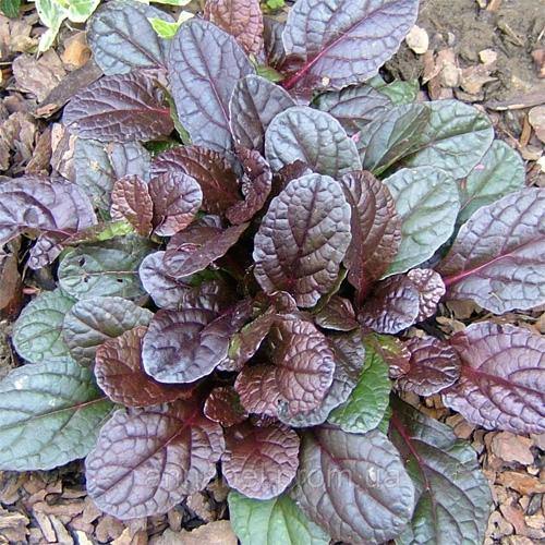Ajuga Reptans, Bugleherb (small) - Image 2