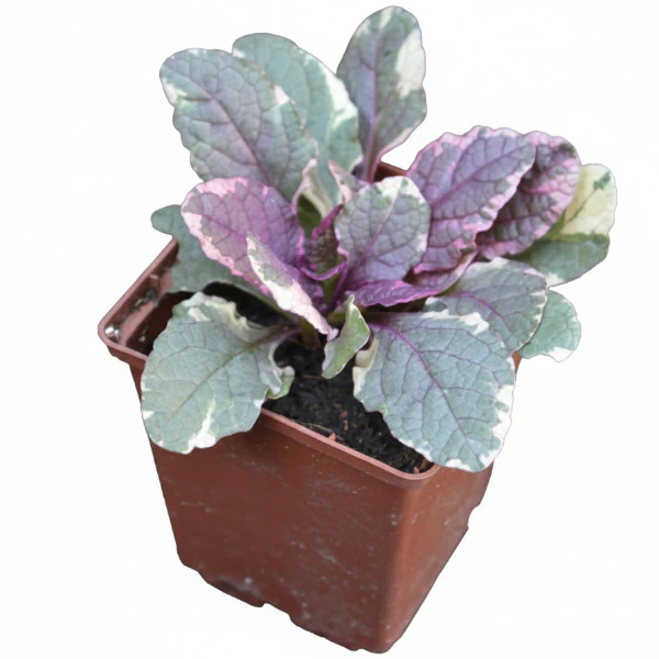 Ajuga Reptans, Bugleherb (small) - Image 5