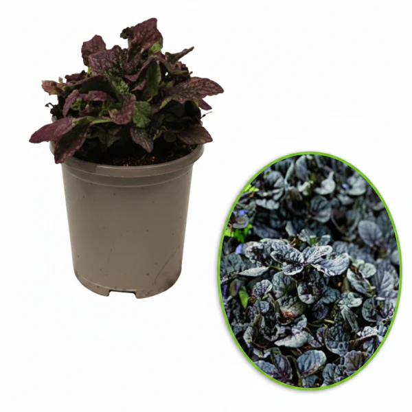 Ajuga Reptans, Bugleherb (small) - Image 6