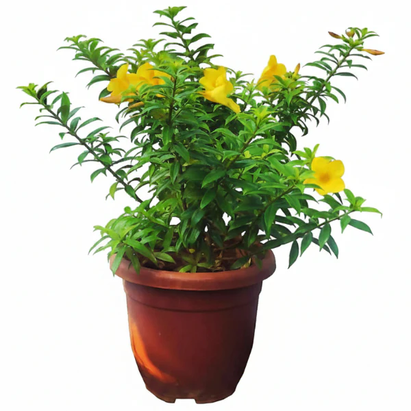 Allamanda Cathartica, Golden Trumpet - Image 3