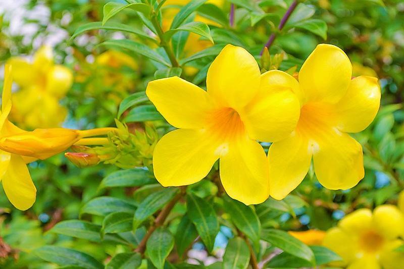 Allamanda Cathartica, Golden Trumpet - Image 4