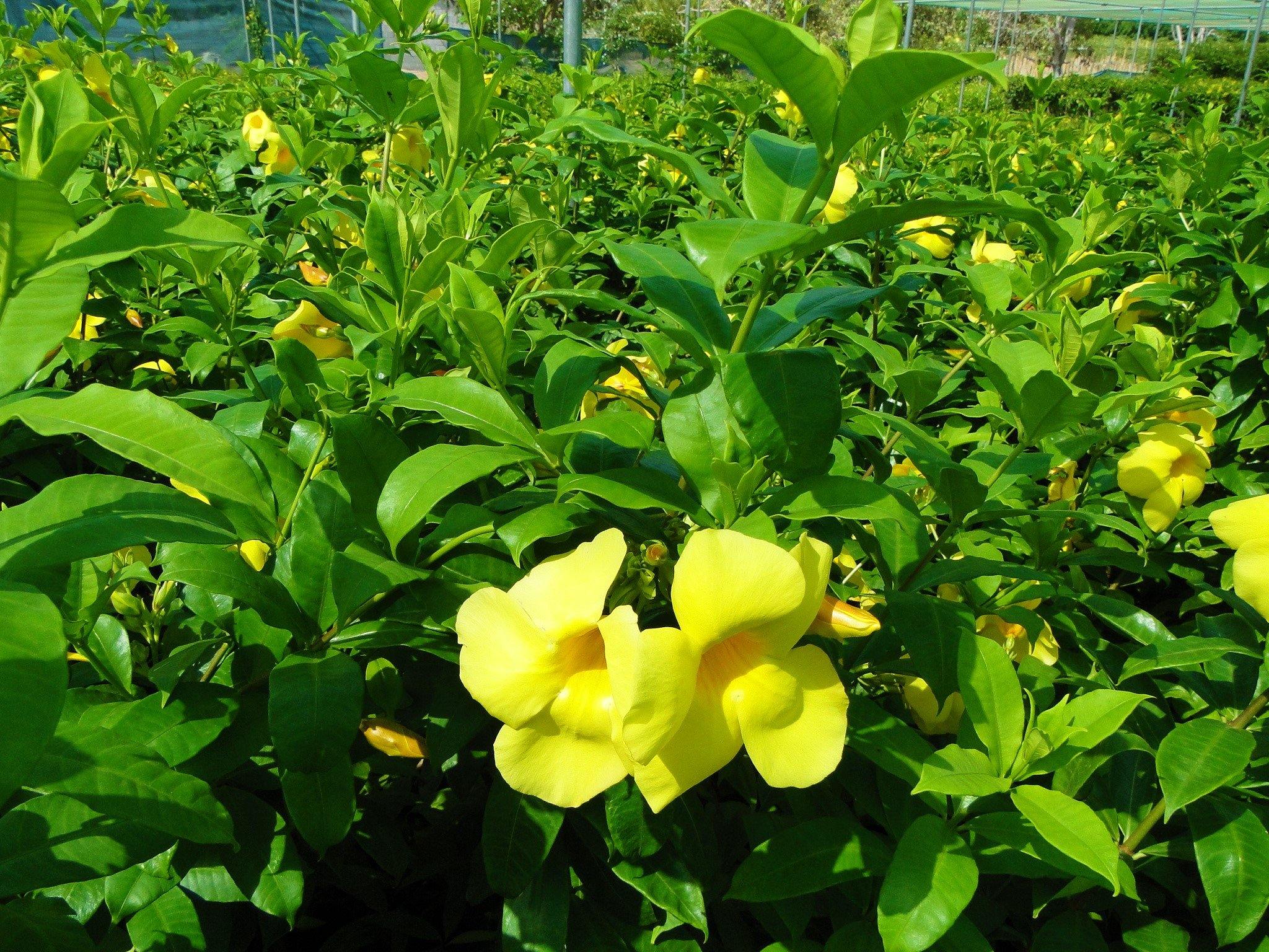 Allamanda Cathartica, Golden Trumpet - Image 5