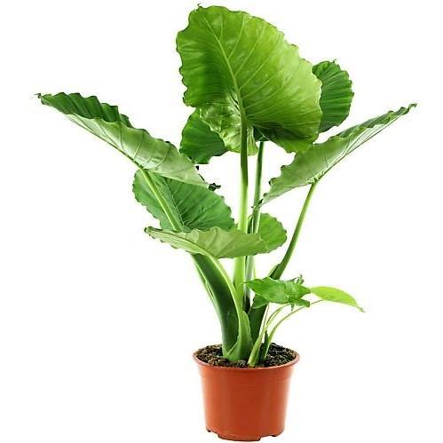 Alocasia Gageana, Elephant Ear, Alocasia California - Image 2