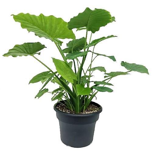 Alocasia Gageana, Elephant Ear, Alocasia California - Image 3