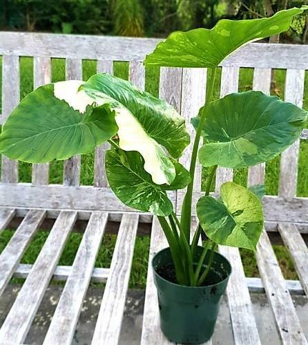 Alocasia Gageana, Elephant Ear, Alocasia California - Image 4