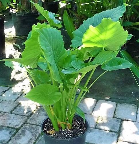 Alocasia Gageana, Elephant Ear, Alocasia California - Image 5