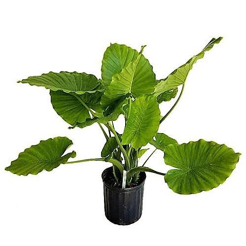 Alocasia Gageana, Elephant Ear, Alocasia California - Image 6