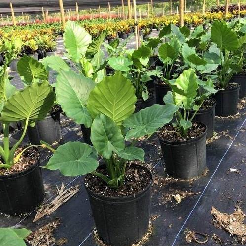 Alocasia Gageana, Elephant Ear, Alocasia California - Image 7