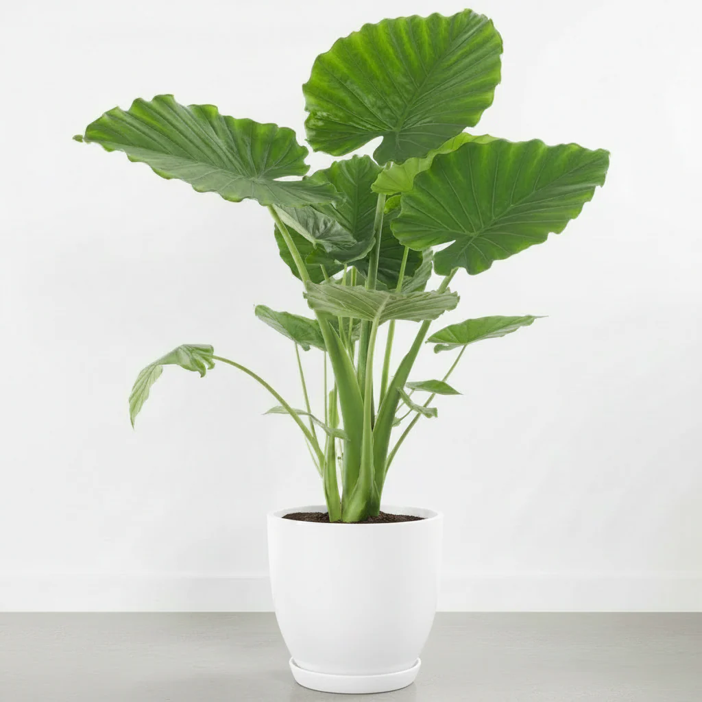 Alocasia Gageana, Elephant Ear, Alocasia California - Image 8