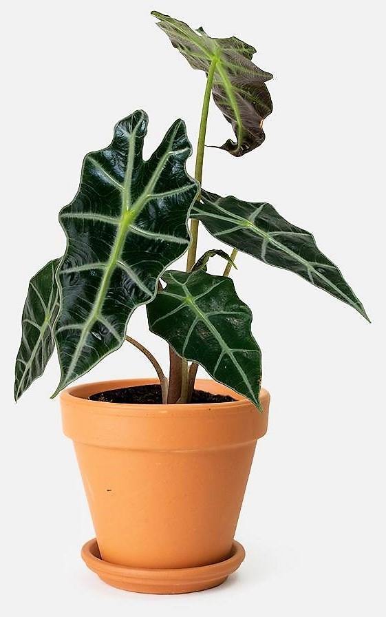 Alocasia Polly ,Elephant Ear, African Shield - Image 3