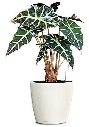 Alocasia Polly ,Elephant Ear, African Shield - Image 4