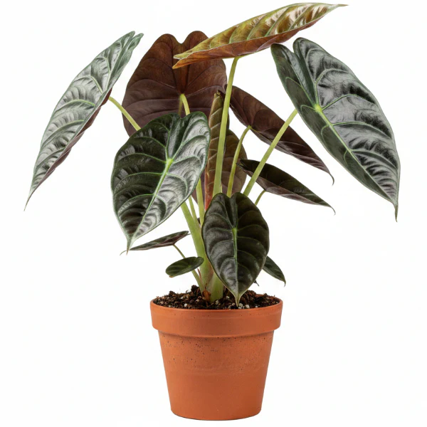 Alocasia Red Secret ,Elephant Ear